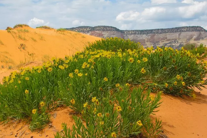 Peekaboo Slot Canyon 4WD Tour