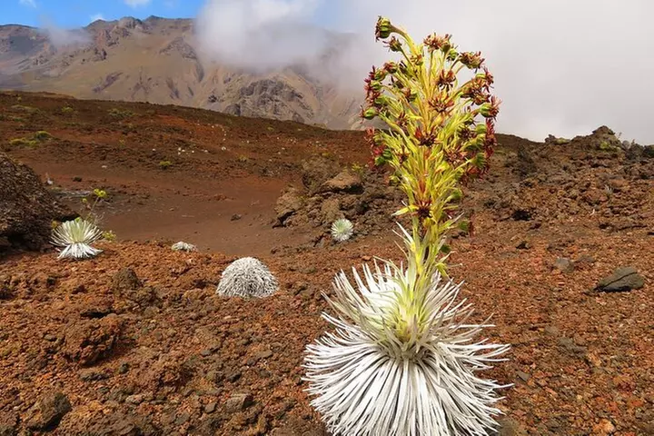 Haleakala Summit Best Self-Guided Bike Tour with Bike Maui
