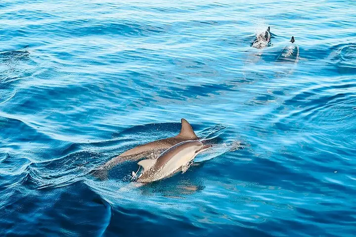 Oahu Swimming with Dolphins Speedboat Adventure