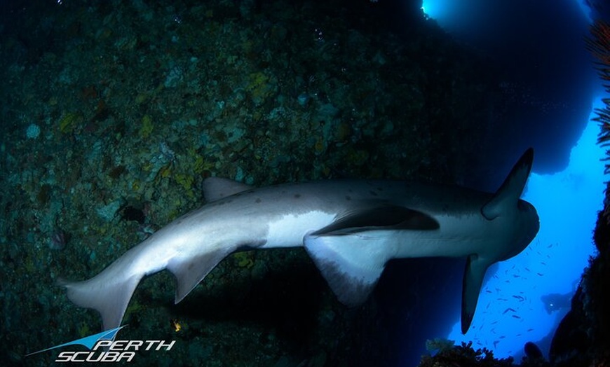 Image 1: Rottnest Island deep dive tour