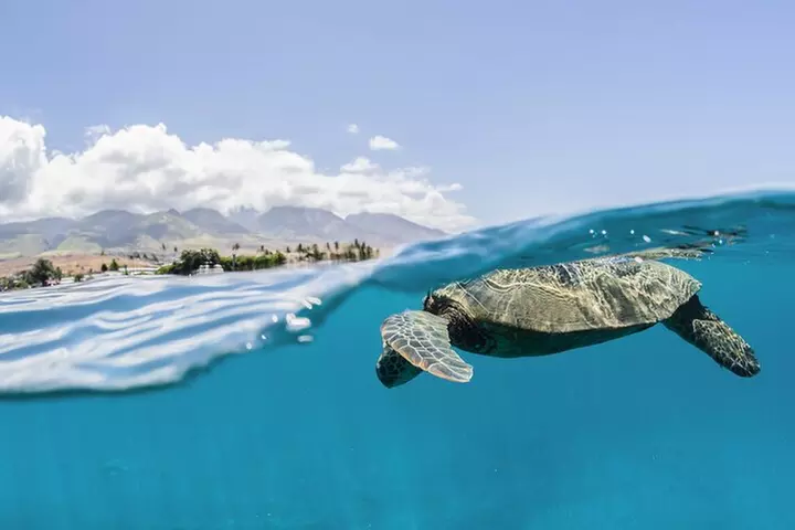 Maui Snorkeling Adventure to Molokini and Turtle Town