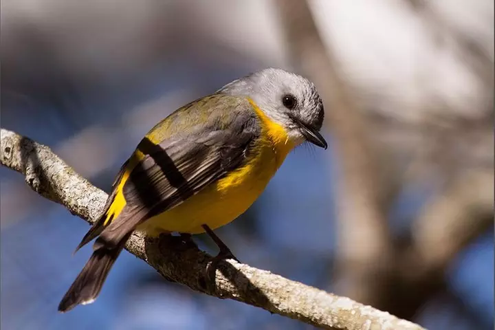 Serenity Cruise to Australia's Everglades