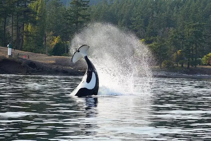 Orca whale tour near Seattle - Second Medium