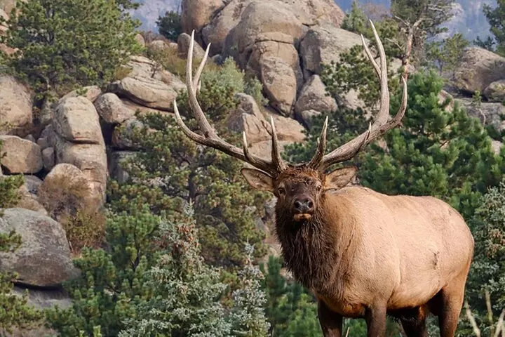 Half-Day Rocky Mountain National Park "Lake and Meadows Tour"
