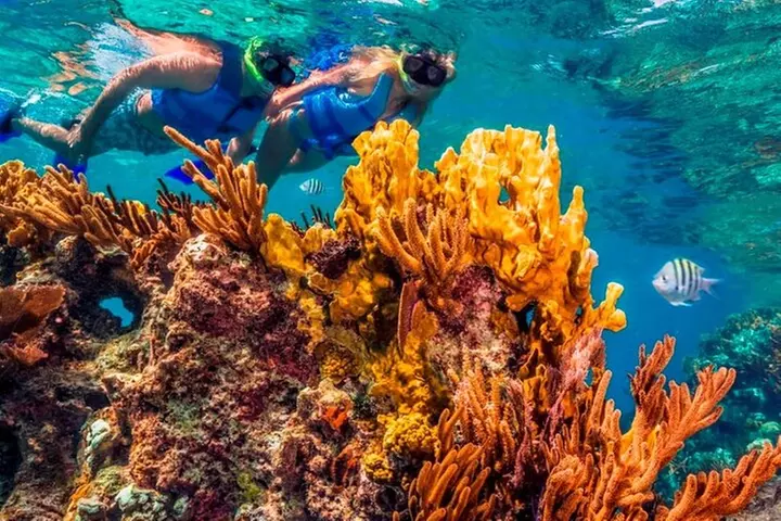 Magical snorkeling adventure through 3 reefs in Cozumel. Transportation Included - Primary Image