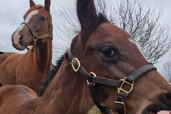 Half-Day Thoroughbred Horse Farm Tour in Kentucky