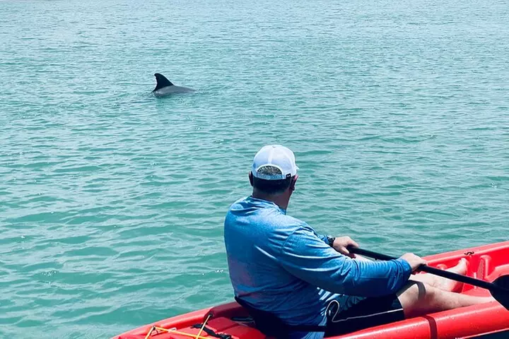 Dolphin and Manatee Adventure Tour of Fort Myers