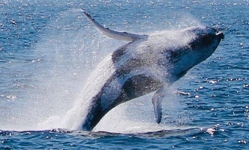 Image 5: Whale Watching Cruise from Redcliffe, Brisbane or the Sunshine Coast