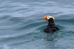 Kenai Fjords Orca Quest Cruise - Second Medium