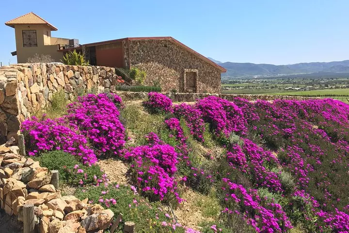 Luxury Private Wine Tasting Tour to Guadalupe Valley from San Diego