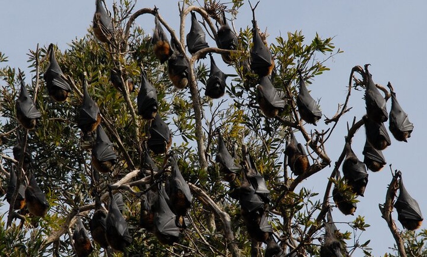 Image 3: Walking with Sydney Flying Foxes (Fruit Bats)