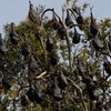 Image 3: Walking with Sydney Flying Foxes (Fruit Bats)