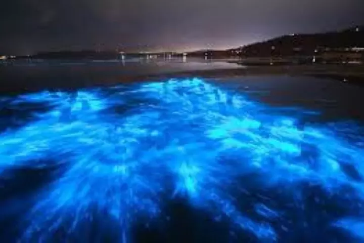 Thousand Island Bioluminescence Tour - Primary Image