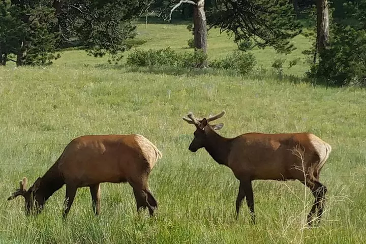 Rocky Mountain National Park in Summer Tour from Denver