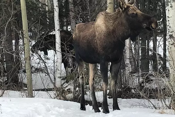 Winter - Wildlife & Turnagain Arm Tour