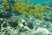 Kona's Deluxe Snorkel - Snorkel Captain Cook and Place of Refuge - Second Medium
