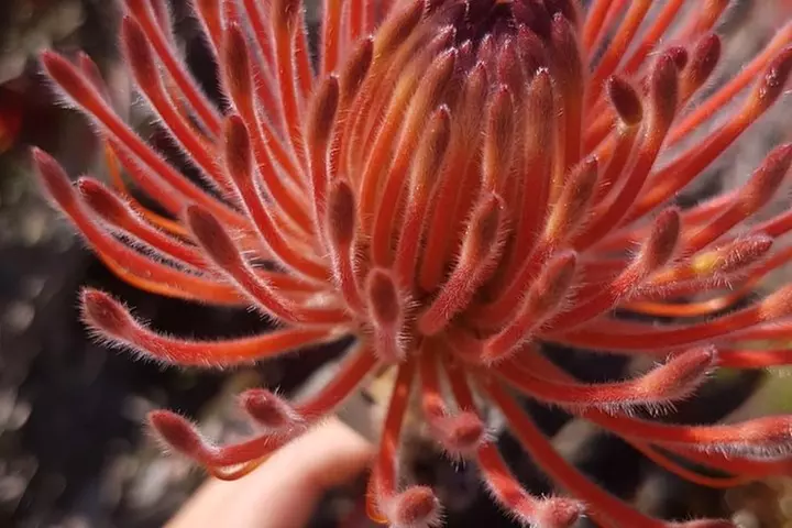 Hidden Gems: Boutique Full-Day Wine, Farm & Lunch Tour