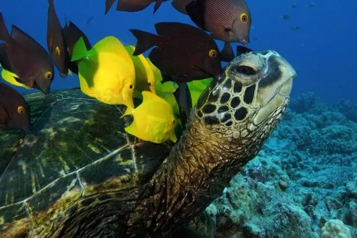 Kayak and Snorkel in West Maui at Olowalu