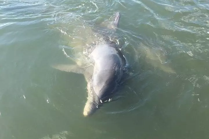 Private Charleston Dolphin and Eco Boat Tour