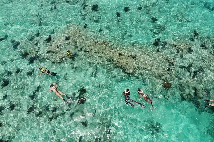Key West Dolphin and Snorkel Experience