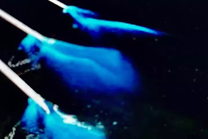 Sunset Bioluminescent Comb Jelly & Dolphin Tour