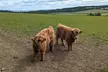 Cows, Rosslyn Chapel, Tantallon Castle, Dunbar from Edinburgh - Image 7
