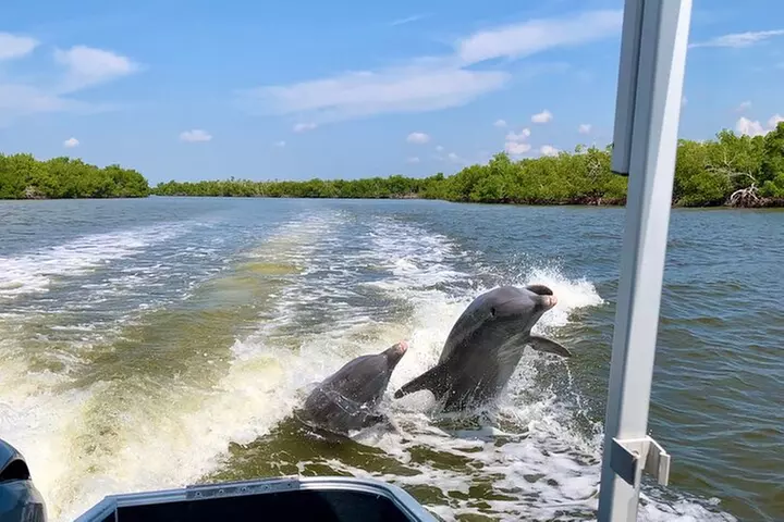 Manatee, Dolphin and 10,000 Islands Sunset Cruise!