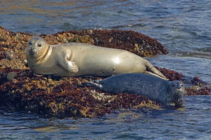 New York City Sightseeing and Seals Boat Tour - Primary Image