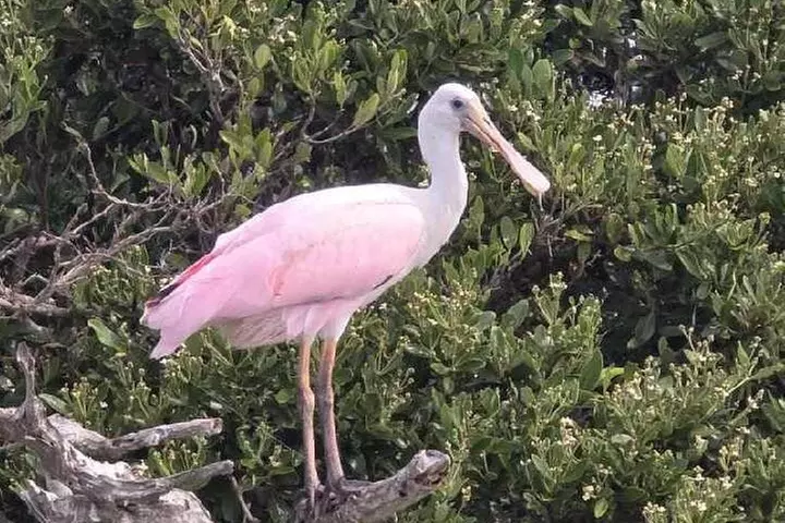 Kayaking Clear through Clearwater