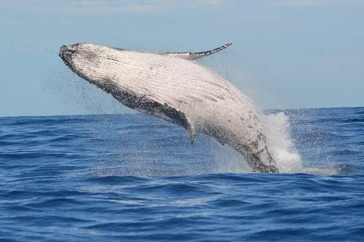 1.5 -Hour Guided Whale and Marine Life Tour - Primary Image