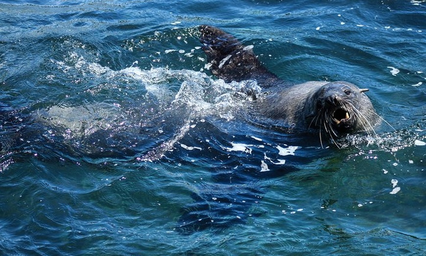 Image 7: Phillip Island Seal-Watching Cruise