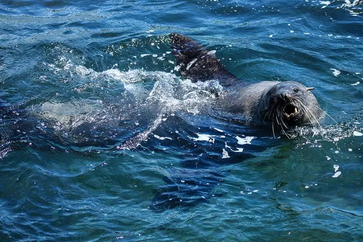 Phillip Island Seal-Watching Cruise