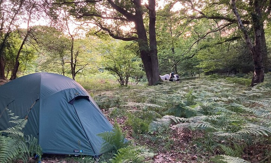 Image 12: Pack Pony Wild Camping in Ancient Woodland, Dorset