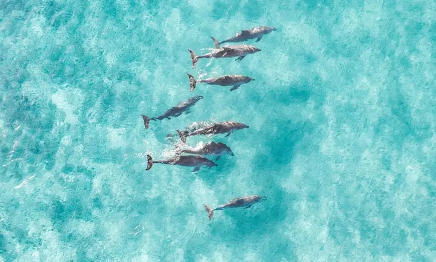 Image 14: Jervis Bay Private Tour - Pick up & Drop off