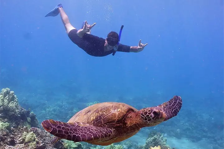 Maui Snorkeling Adventure to Molokini and Turtle Town