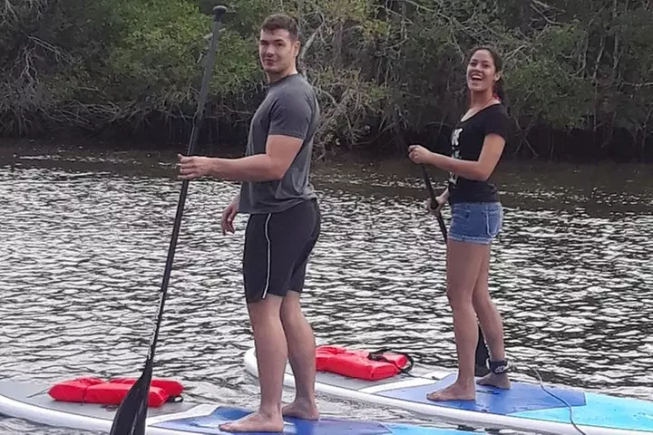 Naples Fl, Paddleboard Mangrove Forest Tour