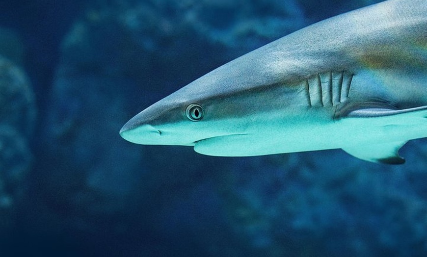 Image 6: Cairns Aquarium Dive with the Sharks