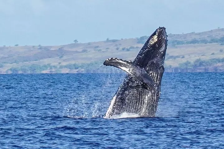 Humpback Whale Watching in Kailua-Kona Hawaii - Primary Image