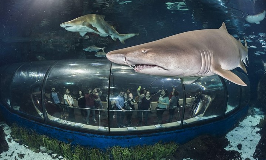 Image 2: Evite las colas Entrada para el Acuario de Barcelona