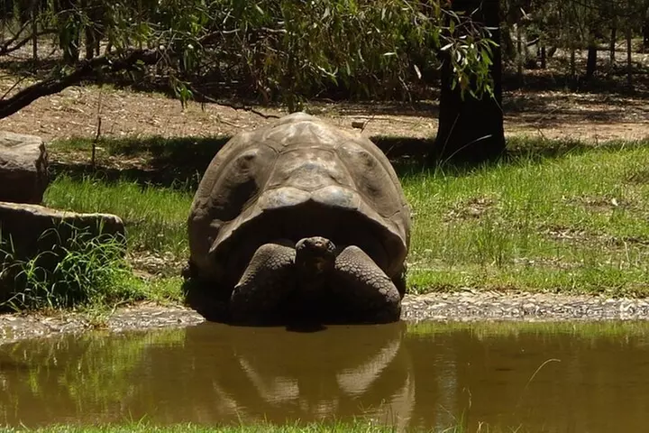 Naples Zoo and Shopping Small Group Luxury Tour - Primary Image