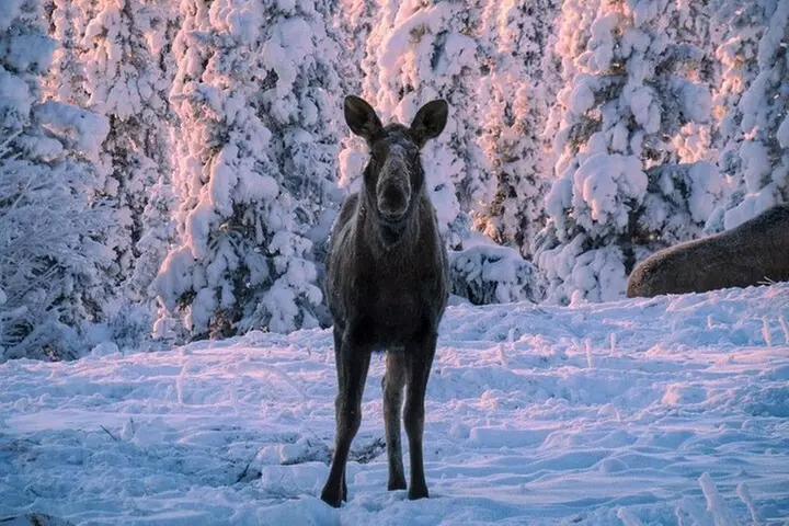 Anchorage's Winter City Tour = Samples + Stops + WildLife