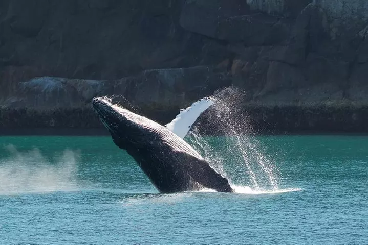 Full-Day Kenai Fjords National Park Northwestern Cruise