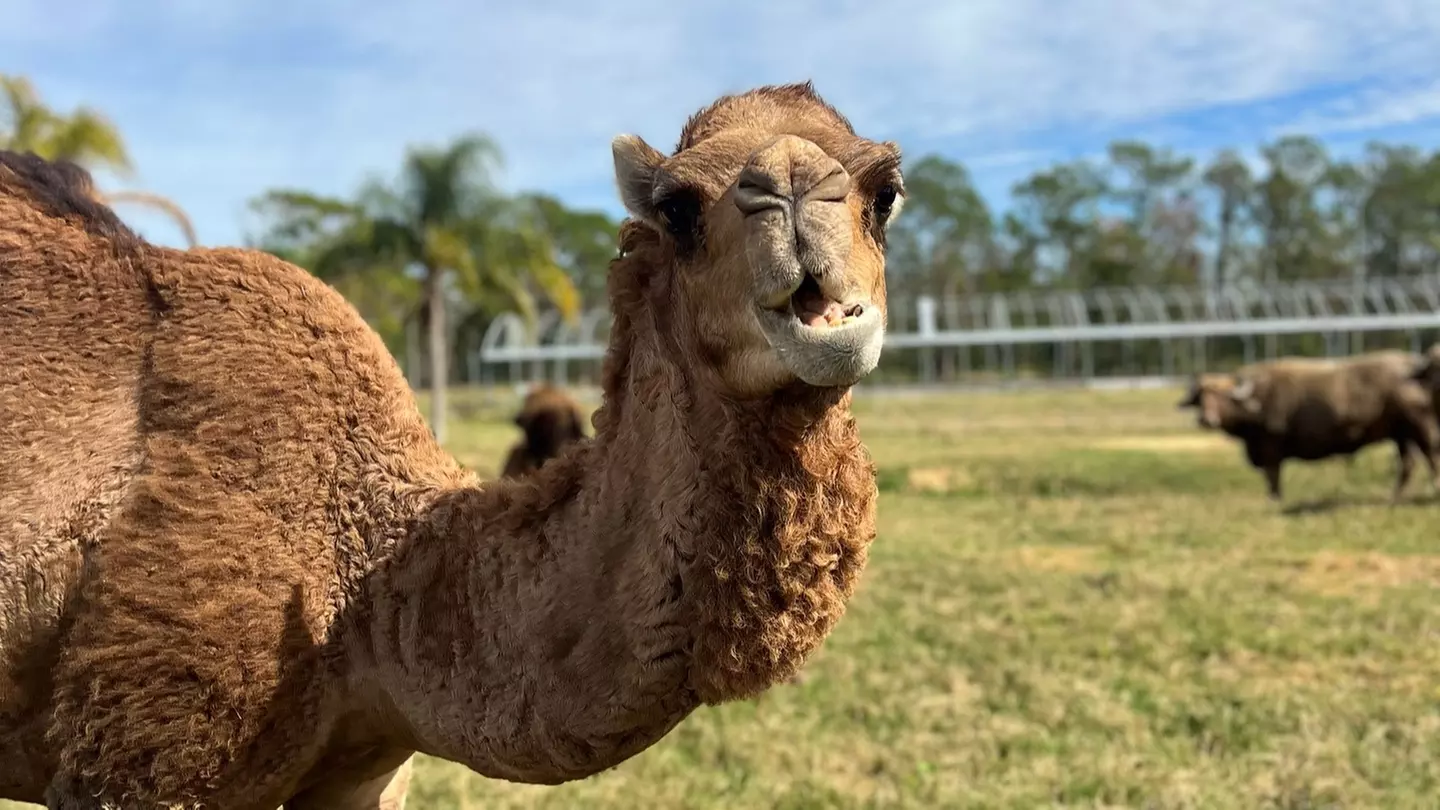 4x4 Adventure: Citrus & Ranch Safari - Second Medium