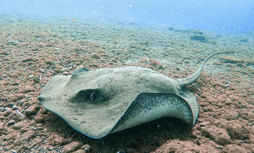 Image 2: Prueba Buceo desde Barco