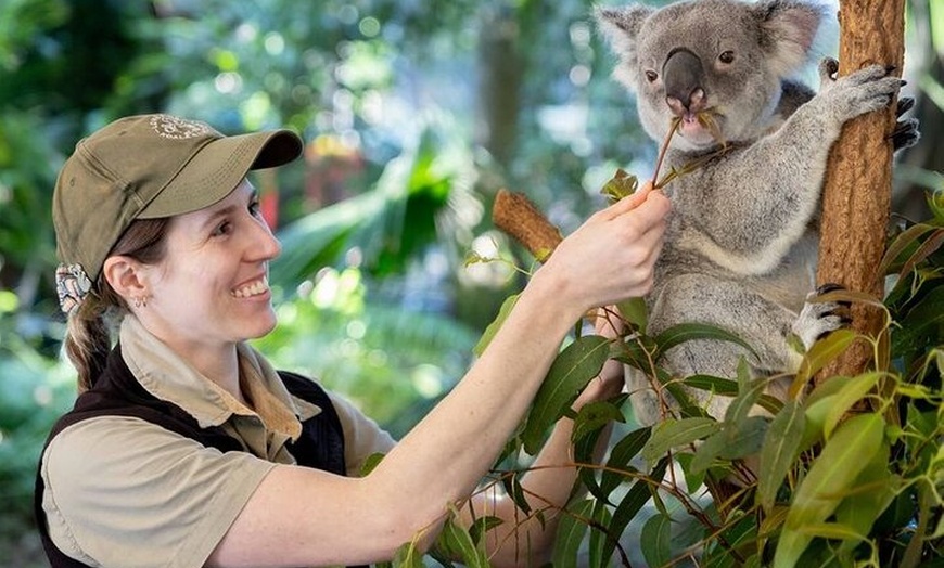 Image 2: Brisbane Private Shore Excursions with Lone Pine Koala Sanctuary