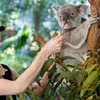 Image 2: Brisbane Private Shore Excursions with Lone Pine Koala Sanctuary