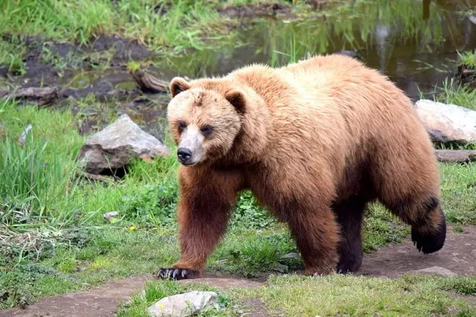 Alaska Beer, Fortress of the Bear, and Totem Park Tour - Primary Image