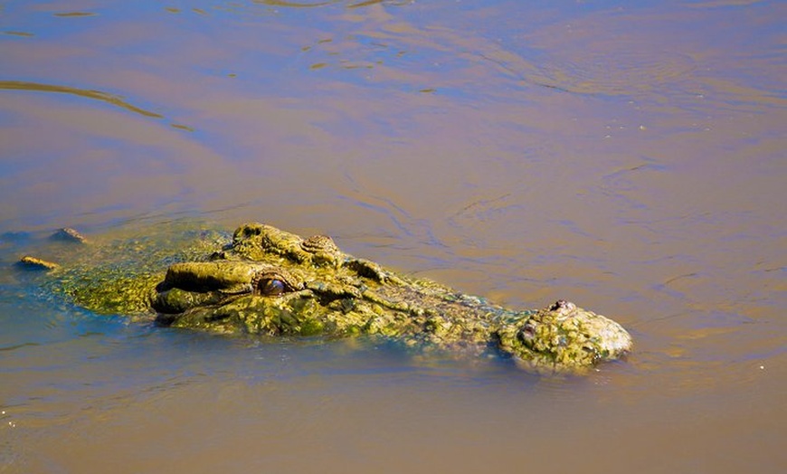 Image 2: Jumping Crocs & Nature Adventure Cruise from Darwin