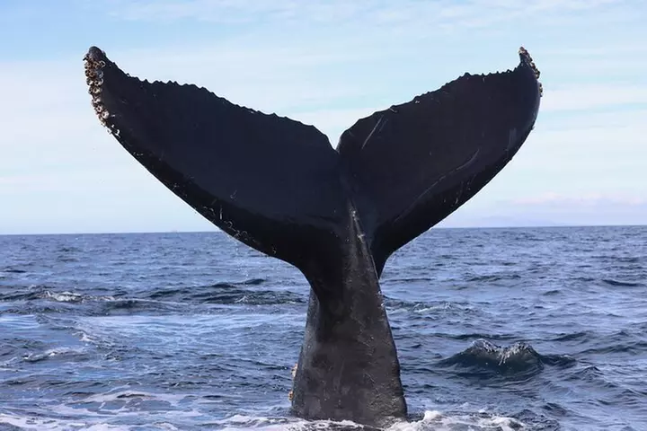 Supreme 2hr Whale/Dolphin Watching Newport Beach, 6 person max