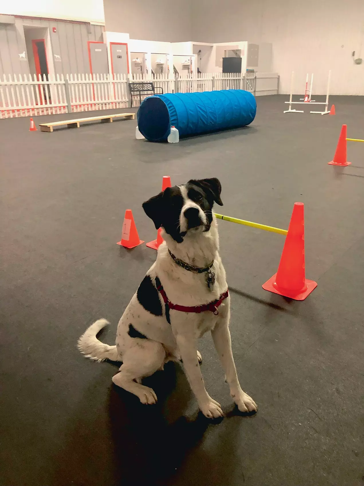 $10 For 2 Day Passes To The Indoor Dog Park (Reg. $20) - Second Medium